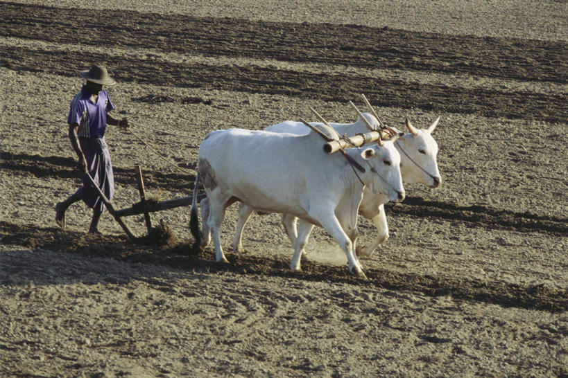 东方人,一个人,农田,站,走,横图,俯视,室外,白天,庄稼,牛,亚洲,仅一个男性,仅一个人,牵,握,阴影,光线,影子,拿,拿着,黄种人,家禽,仅一个年轻男性,阳光,动物,绳子,站着,两只,家畜,握着,牲畜,绳索,男人,男性,年轻男性,亚洲人,步行,站立,走路,彩图,高角度拍摄,全身,耕地,庄稼田