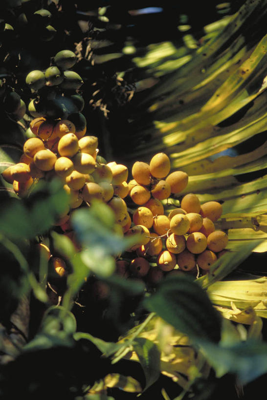 无人,竖图,室外,特写,白天,仰视,美景,植物,水果,叶子,许多,阴影,新鲜,光线,影子,景观,生食,食品,果实,绿叶,树,树木,食物,黄色,绿色,阳光,自然,嫩叶,枣,景色,有机食品,绿色食品,生长,成长,自然风光,叶,叶片,彩图,低角度拍摄