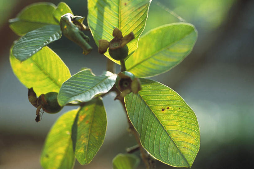 无人,横图,室外,特写,白天,正面,美景,植物,叶子,许多,阴影,朦胧,模糊,光线,影子,景观,果实,绿叶,草药,药草,中药,绿色,阳光,自然,嫩叶,景色,枸杞子,枸杞,自然风光,药材,中草药,中药材,本草,苟起子,枸杞豆,枸杞果,血杞子,叶,叶片,彩图