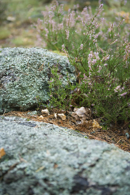 无人,竖图,俯视,室外,特写,白天,石头,叶子,两块,许多,盛开,石子,泥土,土,绿叶,落叶,花蕾,花,花瓣,花朵,鲜花,粉色,黄色,花苞,花蕊,嫩叶,迷迭香,海洋之露,叶,叶片,石块,彩图,高角度拍摄