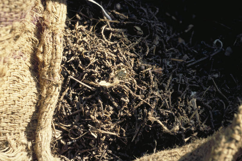 无人,横图,俯视,室外,特写,白天,植物,一堆,阴影,堆叠,堆积,光线,包装,影子,树,树木,树枝,绿色,阳光,自然,生长,成长,堆,麻布,彩图,高角度拍摄