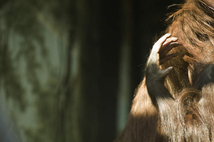 无人,站,横图,室外,特写,白天,正面,植物,哺乳动物,猴,野生动物,猴子,阴影,朦胧,模糊,光线,影子,树,树木,一只,黄色,绿色,阳光,自然,动物,站着,抓,可爱,活泼,生长,成长,毛发,站立,半身,彩图