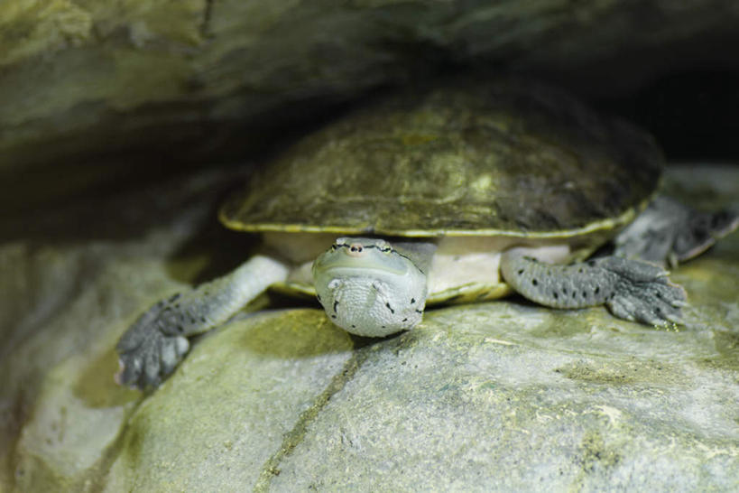 无人,横图,室外,特写,白天,正面,石头,龟,阴影,光线,爬行动物,石子,影子,注视,一只,阳光,动物,观察,看,趴着,健康,观看,察看,关注,坚定,长寿,乌龟,石块,岩石,趴,彩图,全身