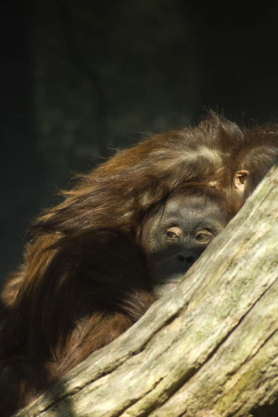 无人,竖图,室外,特写,白天,正面,植物,野生动物,猩猩,阴影,朦胧,模糊,光线,影子,棕色,注视,树,树干,树木,黄色,绿色,阳光,自然,动物,观察,看,趴着,两只,活泼,生长,成长,观看,察看,毛发,关注,苏门答腊猩猩,趴,半身,彩图