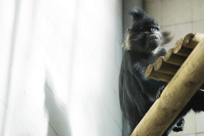 无人,坐,摸,横图,室内,特写,白天,正面,窗户,落地窗,野生动物,猴子,一排,阴影,整齐,光线,木条,影子,墙,注视,竹竿,玻璃窗,墙壁,墙面,树干,排列,一只,黑色,阳光,动物,观察,看,可爱,活泼,观看,察看,队列,关注,触摸,接触,坐着,彩图