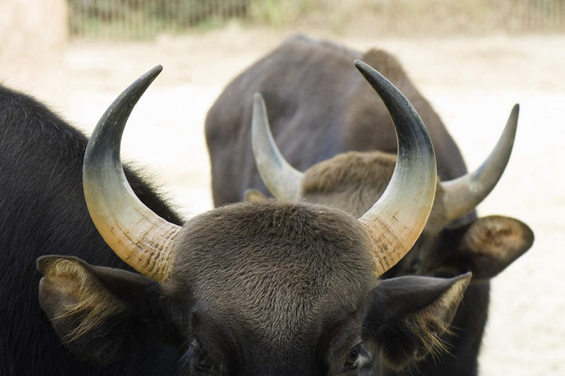 无人,横图,俯视,室外,特写,白天,草地,草坪,植物,牛,阴影,朦胧,模糊,弯曲,光线,影子,地面,家禽,草,绿色,黑色,阳光,动物,两只,家畜,牲畜,尖锐,牛角,半身,彩图,高角度拍摄