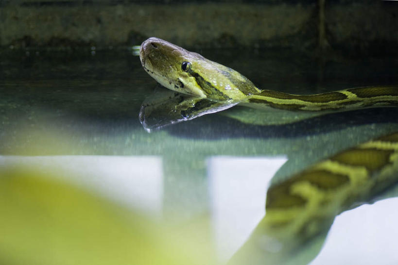 无人,横图,俯视,室外,特写,白天,河流,水,窗户,野生动物,叶子,缅甸,一条,阴影,朦胧,模糊,反射,蟒蛇,影子,河水,水流,绿叶,注视,玻璃窗,绿色,动物,观察,看,嫩叶,游,活泼,观看,察看,关注,凶猛,叶,叶片,彩图,高角度拍摄