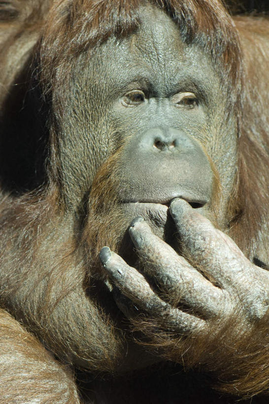 无人,吃,竖图,室外,特写,白天,正面,野生动物,猩猩,握,棕色,拿,拿着,注视,一只,动物,观察,看,可爱,握着,活泼,观看,察看,关注,苏门答腊猩猩,嚼,食,半身,彩图