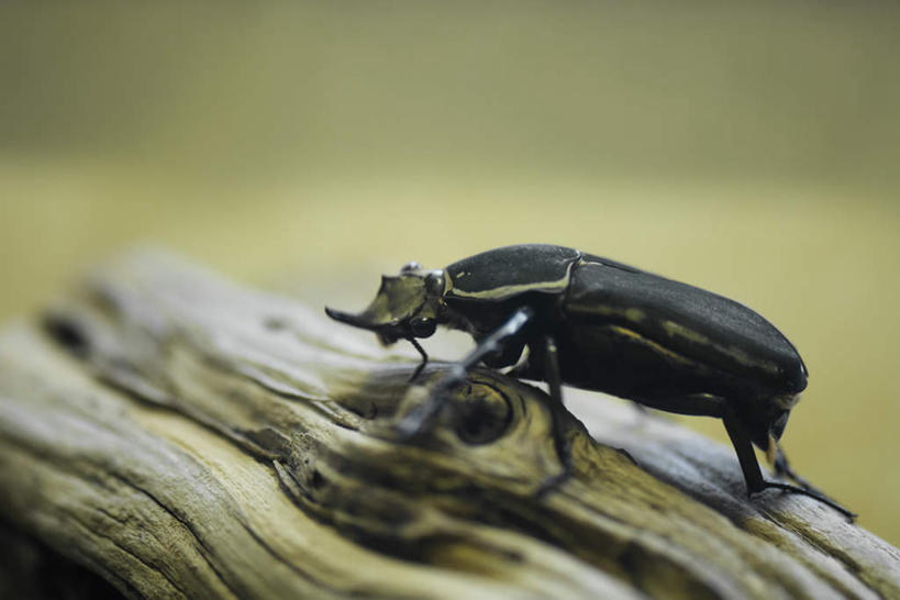 无人,横图,室外,特写,白天,侧面,植物,野生动物,阴影,朦胧,模糊,光线,金龟子,影子,注视,树,树干,树木,一只,绿色,黑色,阳光,自然,动物,观察,看,趴着,活泼,生长,成长,观看,察看,关注,趴,彩图,全身