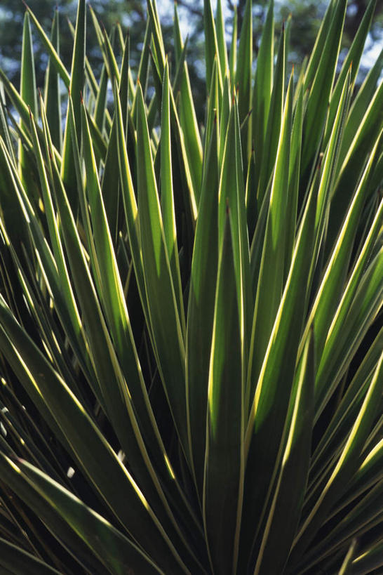 无人,竖图,室外,特写,白天,正面,旅游,度假,美景,植物,叶子,阴影,光线,影子,景观,绿叶,娱乐,树,树木,蓝色,绿色,蓝天,天空,阳光,自然,天,享受,休闲,嫩叶,景色,放松,生长,成长,自然风光,丝兰,叶,叶片,彩图