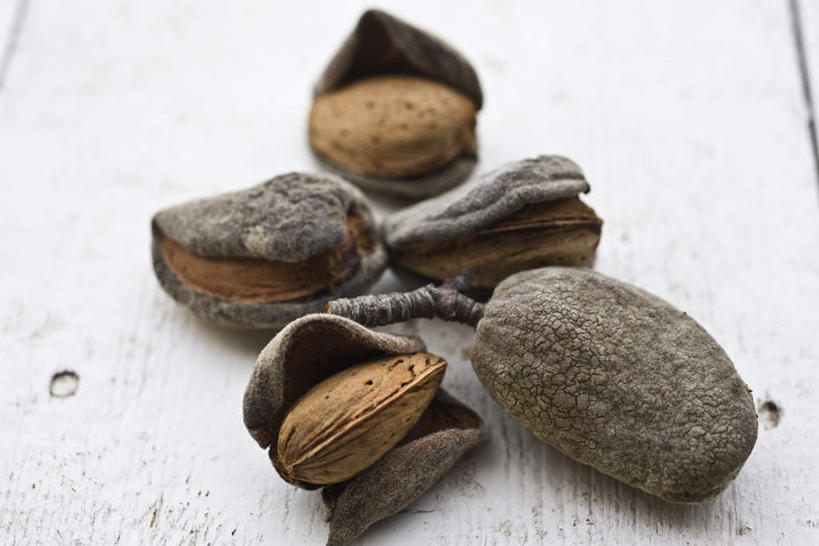 无人,横图,俯视,室内,特写,白天,白色背景,餐桌,桌子,杏仁,静物,五个,许多,药,坚果,摄影,影棚,餐台,药物,杏子,杏梅仁,杏核仁,木落子,苦杏仁,彩图,高角度拍摄,影棚拍摄,拍摄