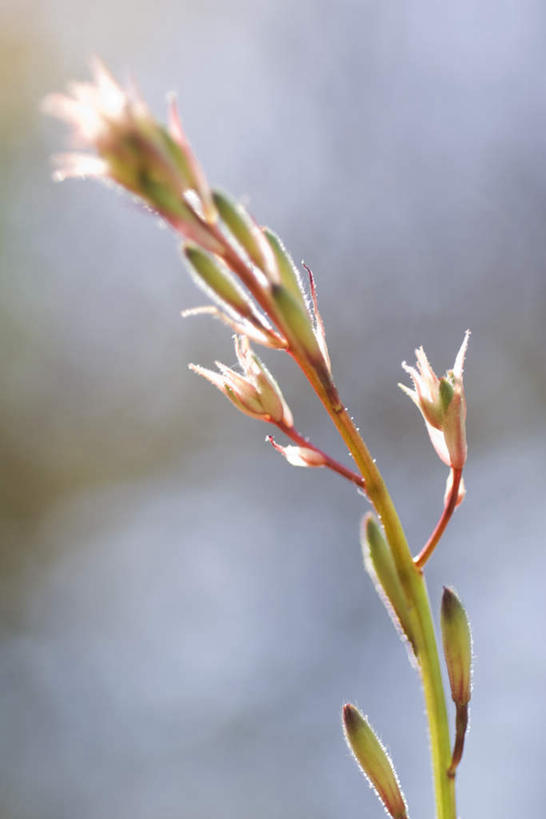 无人,竖图,室外,特写,白天,正面,美景,阴影,朦胧,模糊,盛开,光线,影子,景观,茎,花蕾,花,花瓣,花朵,鲜花,一朵,阳光,自然,春天,花苞,花茎,花蕊,景色,自然风光,彩图