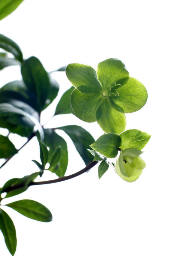 无人,竖图,室内,特写,白天,白色背景,正面,植物,叶子,盛开,花蕾,花,花瓣,花朵,花卉,鲜花,两朵,绿色,花苞,花蕊,嫩叶,摄影,影棚,嚏根草,叶片,彩图,影棚拍摄,拍摄