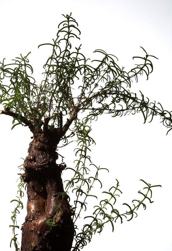 无人,竖图,室内,特写,白天,白色背景,正面,植物,静物,叶子,根茎,绿叶,种子,块,一个,绿色,自然,嫩叶,摄影,影棚,生长,单个,成长,叶,叶片,彩图,影棚拍摄,拍摄