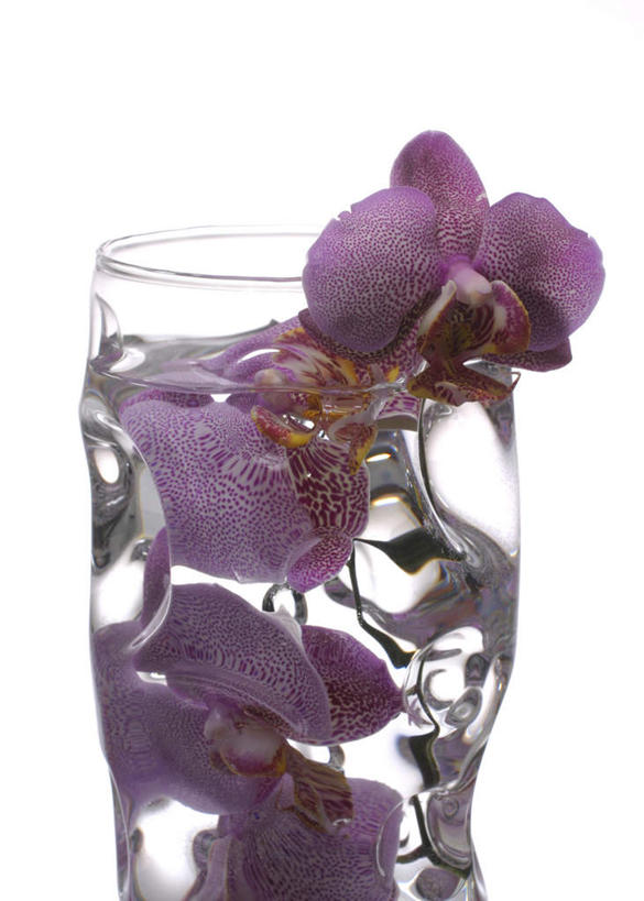 无人,竖图,室内,特写,白天,白色背景,正面,幸福,纯洁,水,蝴蝶兰,花瓶,许多,浸泡,盛开,液体,水滴,美丽,花蕾,花,花瓣,花朵,鲜花,紫色,花苞,花蕊,摄影,影棚,初恋,蝶兰,兰中皇后,彩图,影棚拍摄,拍摄