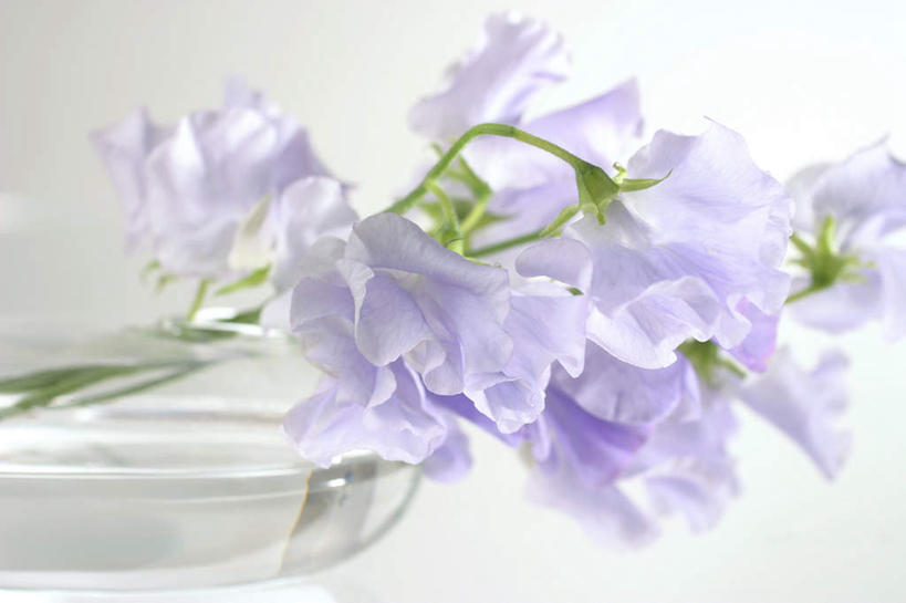 无人,横图,室内,白天,白色背景,正面,喇叭花,静物,一堆,许多,堆叠,堆积,盛开,花蕾,花,花瓣,花朵,鲜花,紫色,花苞,花蕊,摄影,影棚,堆,矮牵牛,牵牛,牵牛子,勤娘子,碧冬茄,朝颜花,灵芝牡丹,牵牛花,彩图,影棚拍摄,拍摄