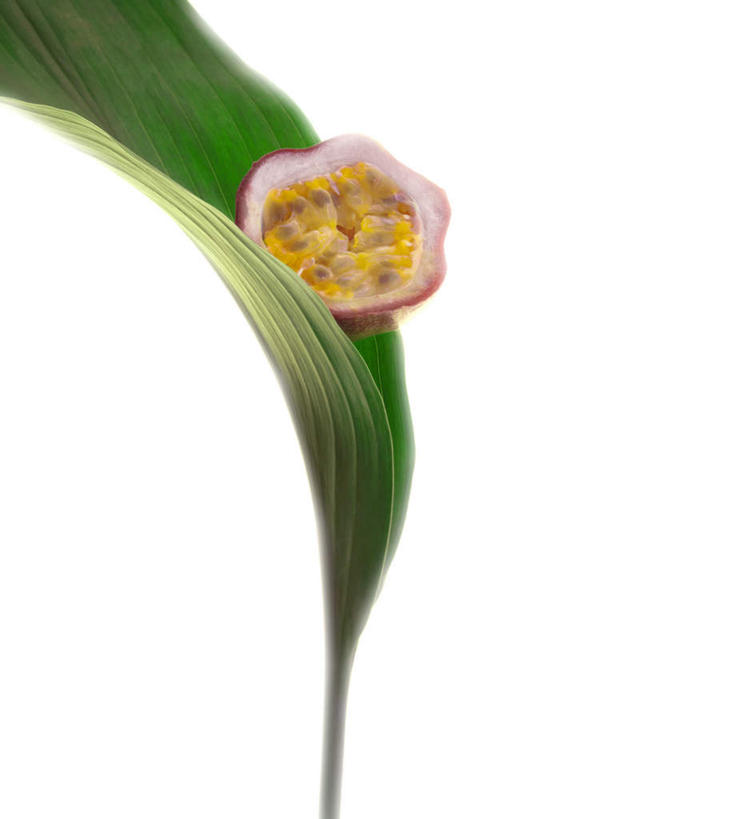 无人,竖图,俯视,室内,特写,白天,白色背景,静物,叶子,朦胧,模糊,绿叶,绿色,百香果,嫩叶,西番莲,摄影,影棚,鸡蛋果,受难果,巴西果,叶,叶片,彩图,高角度拍摄,影棚拍摄,拍摄