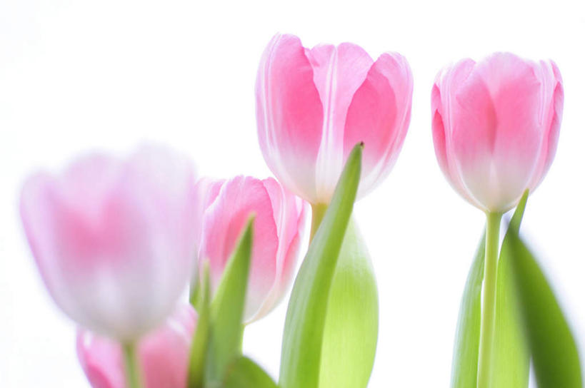 无人,横图,室内,特写,白天,白色背景,正面,爱情,郁金香,静物,五朵,许多,盛开,祝福,花蕾,花,花瓣,花朵,鲜花,粉色,花苞,花蕊,摄影,影棚,表白,荣誉,永恒,郁香,洋荷花,草麝香,彩图,影棚拍摄,拍摄