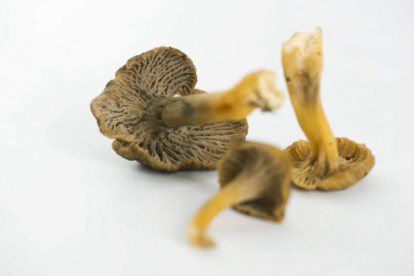 无人,横图,俯视,室内,特写,白天,白色背景,一堆,堆叠,堆积,菌菇,菌类,三个,黄色,食用菌,摄影,影棚,堆,鸡油菌,杏黄菌,杏菌,彩图,高角度拍摄,影棚拍摄,拍摄