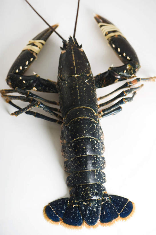 海鲜,龙虾,无人,竖图,俯视,室内,特写,白天,白色背景,水产,海洋生物,一个,摄影,影棚,单个,死亡,水生动物,海产品,水生物,海底动物,彩图,高角度拍摄,影棚拍摄,拍摄,刺身