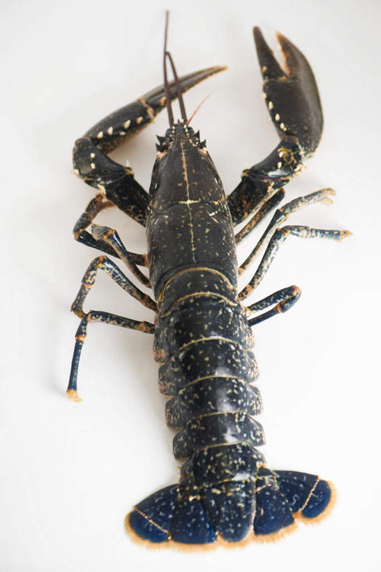 海鲜,龙虾,无人,竖图,俯视,室内,特写,白天,白色背景,水产,海洋生物,一个,摄影,影棚,单个,死亡,水生动物,海产品,水生物,海底动物,彩图,高角度拍摄,影棚拍摄,拍摄,刺身