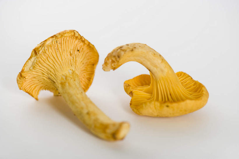 无人,横图,俯视,室内,白天,白色背景,蔬菜,新鲜,菌菇,食品,菌类,食物,两个,黄色,食用菌,摄影,有机食品,绿色食品,影棚,鸡油菌,杏黄菌,杏菌,彩图,高角度拍摄,影棚拍摄,拍摄
