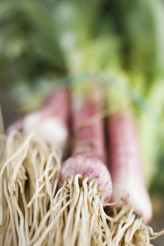 无人,竖图,俯视,室内,特写,白天,地板,蒜,叶子,许多,朦胧,模糊,绿叶,根,地面,木地板,绿色,嫩叶,叶,叶片,小蒜,大蒜,彩图,高角度拍摄