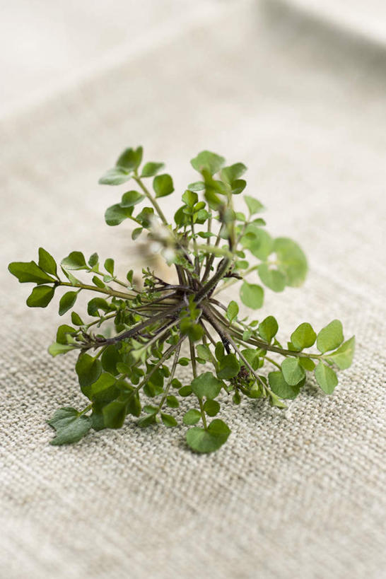 无人,竖图,俯视,室内,特写,白天,植物,桌子,叶子,一棵,芳香,绿叶,桌布,绿色,香草,嫩叶,吉祥,百里香,麝香草,如意,勇气,勇敢,地椒,自尊,不屈,平安,叶,叶片,彩图,高角度拍摄