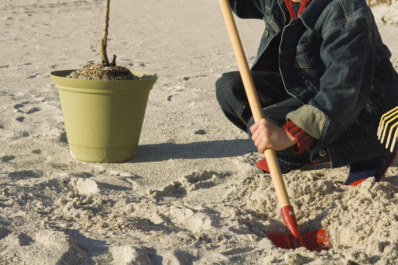 西方人,儿童,一个人,蹲,横图,室外,白天,正面,纯洁,沙滩,植物,花盆,欧洲,欧洲人,仅一个男性,仅一个人,握,阴影,劳动,光线,铲子,盆栽,沙子,影子,海岸,盆景,沙地,拿,拿着,小孩,绿色,阳光,自然,仅一个小孩,可爱,童年,童趣,握着,铁锹,生长,成长,童真,烂漫,无邪,天真,男孩,男人,男性,白种人,孩子,海滩,蹲着,半身,彩图,男生