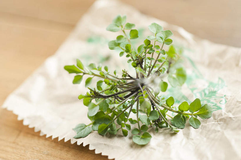 无人,横图,俯视,室内,白天,植物,桌子,静物,叶子,一棵,芳香,绿叶,绿色,香草,嫩叶,吉祥,百里香,麝香草,如意,眼镜布,勇气,勇敢,地椒,自尊,不屈,平安,叶,叶片,彩图,高角度拍摄