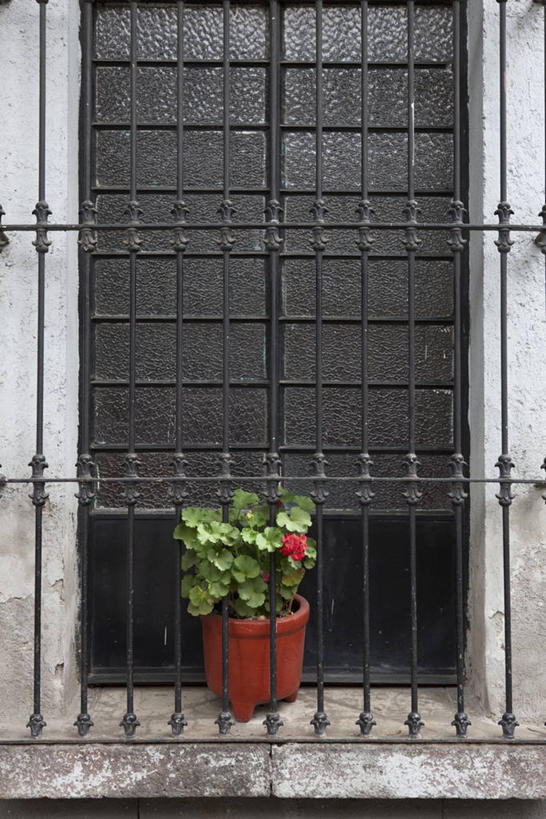 无人,家,竖图,室外,特写,白天,正面,安全,植物,窗户,城市,叶子,墨西哥,阴影,盛开,光线,盆栽,影子,房屋,墙,屋子,绿叶,防护,盆景,首都,花蕾,楼房,防盗窗,玻璃窗,墙壁,墙面,住宅,花,花瓣,花朵,鲜花,一个,绿色,阳光,自然,花苞,花蕊,嫩叶,生长,单个,成长,保护,洋绣球,天竺葵,北美,北美洲,美洲,保险,墨西哥城,北亚美利加洲,亚美利加洲,保全,周全,安稳,安定,驱蚊草,日烂红,入腊红,石腊红,洋葵,墨西哥合众国,仙人掌王国,联邦区,平安,叶,叶片,彩图,房子