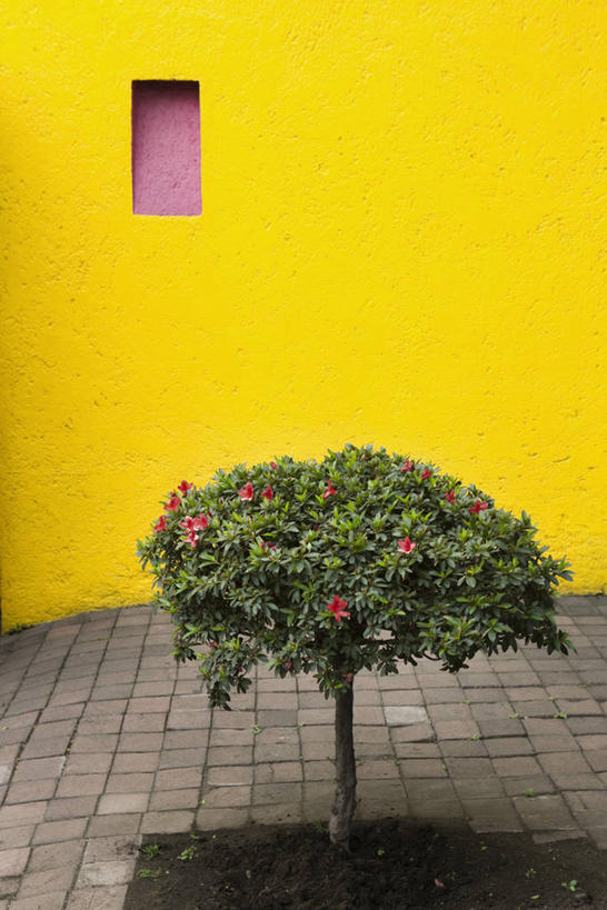 无人,竖图,室外,白天,正面,植物,城市,墨西哥,透明,墙,首都,辉煌,墙壁,墙面,树,树木,黄色,绿色,自然,健康,活泼,生长,成长,希望,暖色,北美,北美洲,美洲,光辉,墨西哥城,北亚美利加洲,亚美利加洲,墨西哥合众国,仙人掌王国,光明,联邦区,功名,轻快,彩图