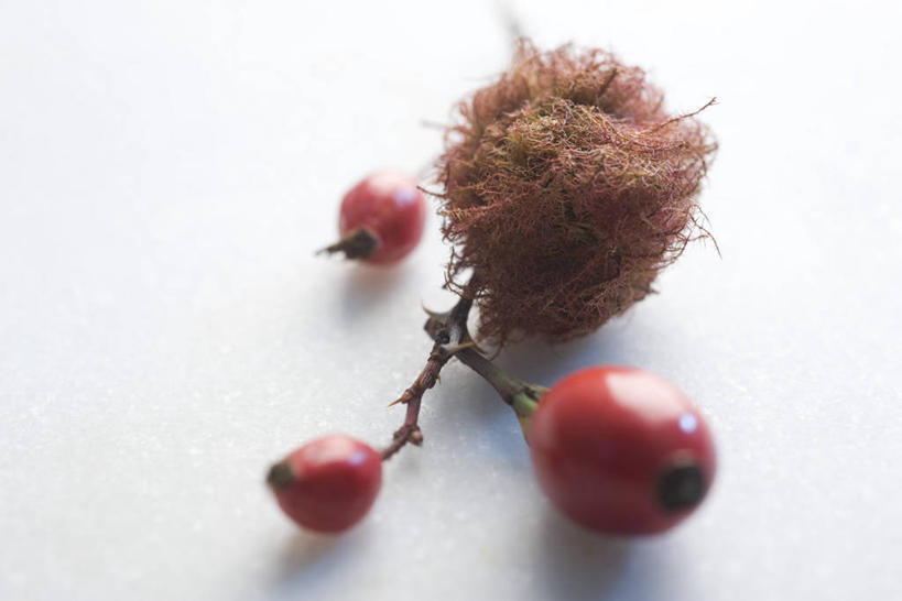 无人,横图,俯视,室内,特写,白天,白色背景,水果,阴影,新鲜,反射,影子,生食,食品,青苔,果实,苔藓,三颗,食物,红色,果肉,摄影,有机食品,绿色食品,影棚,蔷薇果,玫瑰果,彩图,高角度拍摄,影棚拍摄,拍摄