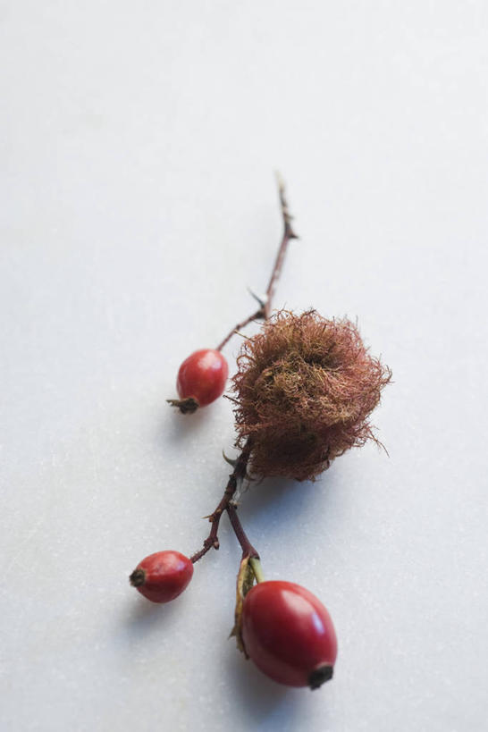 无人,竖图,俯视,室内,特写,白天,白色背景,水果,阴影,新鲜,反射,影子,生食,食品,青苔,果实,苔藓,三颗,食物,红色,果肉,摄影,有机食品,绿色食品,影棚,蔷薇果,玫瑰果,彩图,高角度拍摄,影棚拍摄,拍摄