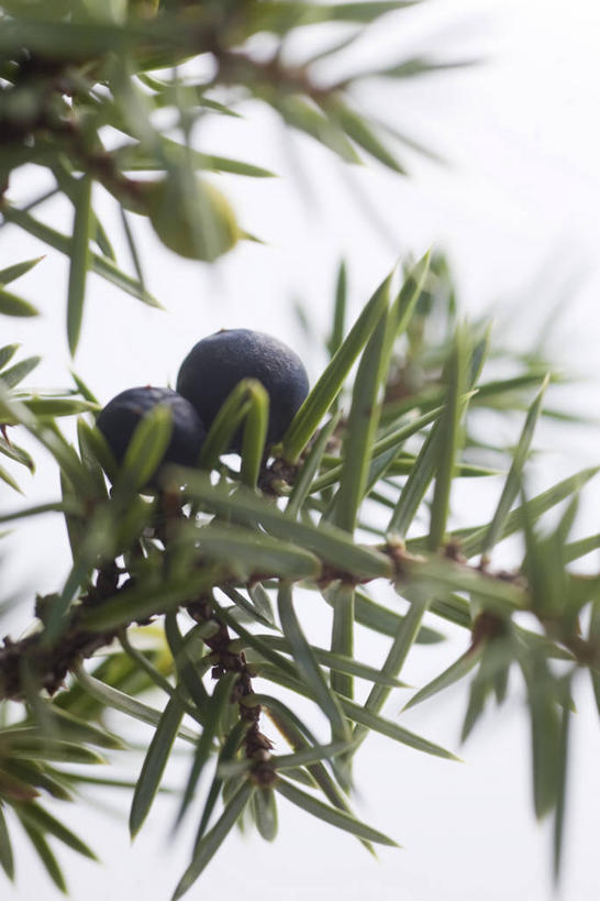 无人,竖图,室内,特写,白天,正面,植物,水果,叶子,新鲜,生食,食品,果实,绿叶,枝条,两颗,树,树木,树枝,食物,紫色,嫩叶,摄影,有机食品,绿色食品,影棚,杜松子,虬枝,枝杈,叶,叶片,彩图,影棚拍摄,拍摄