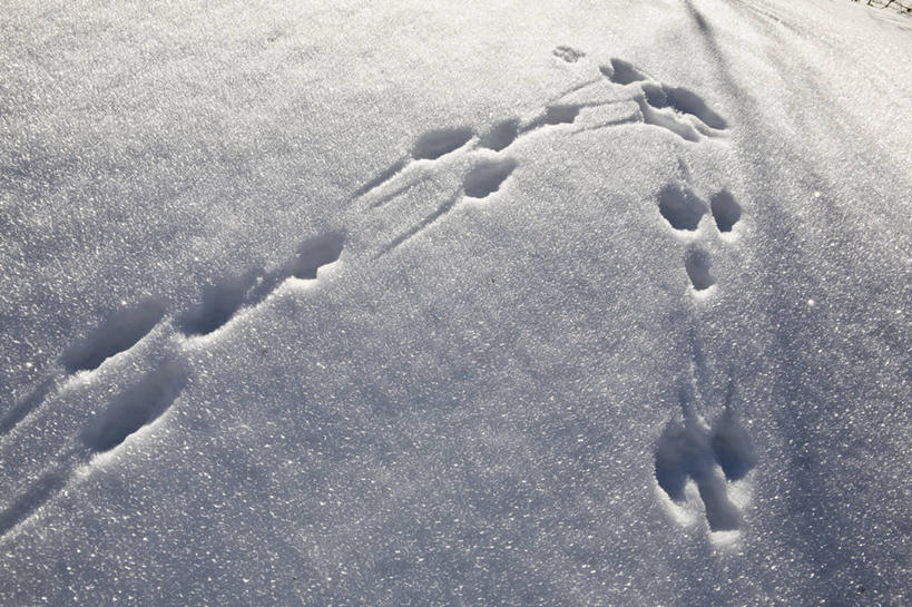 无人,横图,俯视,室外,特写,白天,美景,雪,大雪,法国,欧洲,脚印,阴影,光线,影子,积雪,景观,雪景,冬季,冬天,阳光,自然,景色,寒冷,足迹,自然风光,法兰西共和国,法兰西第五共和国,严寒,行踪,脚迹,普罗旺斯.阿尔卑斯.蓝色海岸,普罗旺斯.阿尔卑斯.蓝色海岸大区,彩图,高角度拍摄,上普罗旺斯阿尔卑斯省