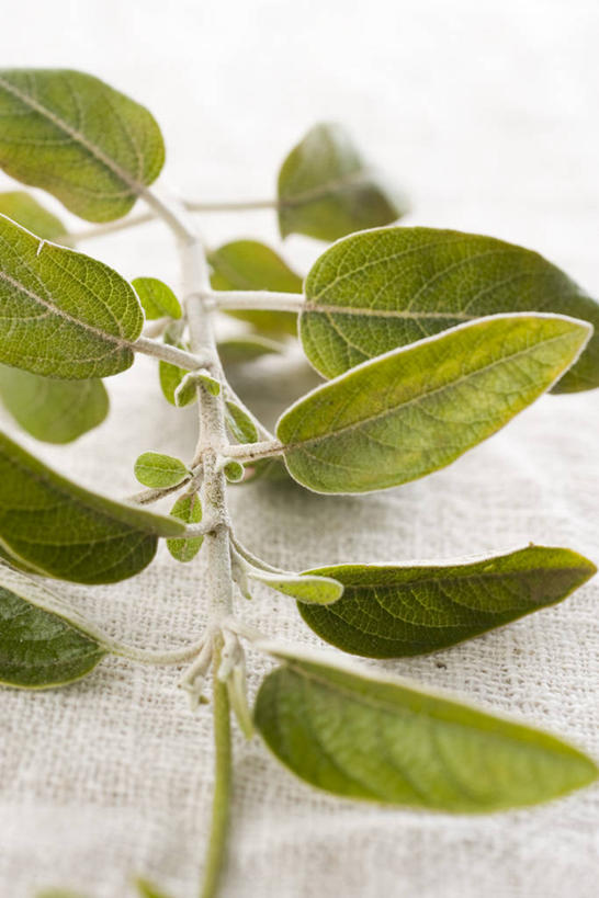 无人,竖图,俯视,室内,特写,白天,白色背景,叶子,阴影,反射,影子,绿叶,嫩叶,摄影,影棚,牛至,滇香蕾,土香薷,荆芥,香薷,奥勒冈草,白花土荆芥,白花茵陈,川香薷,俄力冈叶,减脂叶,满山香,蘑菇草,披萨草,银薄荷,止痢草,叶,叶片,彩图,高角度拍摄,影棚拍摄,拍摄