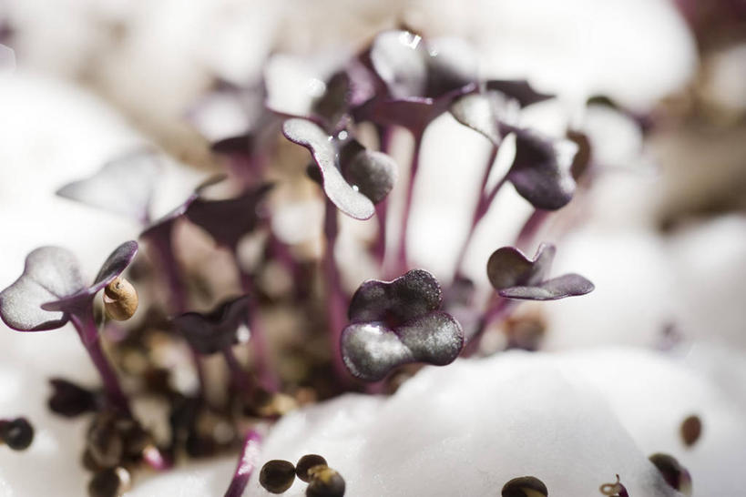 无人,横图,室内,特写,白天,正面,蔬菜,阴影,朦胧,模糊,新鲜,反射,影子,食品,食物,紫色,有机食品,绿色食品,萝卜缨,彩图,莱菔叶,萝卜叶