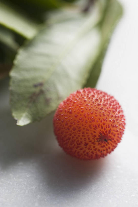 无人,竖图,俯视,室内,特写,白天,白色背景,水果,叶子,阴影,朦胧,模糊,新鲜,反射,影子,生食,食品,果实,绿叶,食物,一个,红色,嫩叶,摄影,杨梅,有机食品,绿色食品,影棚,单个,白蒂梅,圣生梅,叶,叶片,彩图,高角度拍摄,影棚拍摄,拍摄