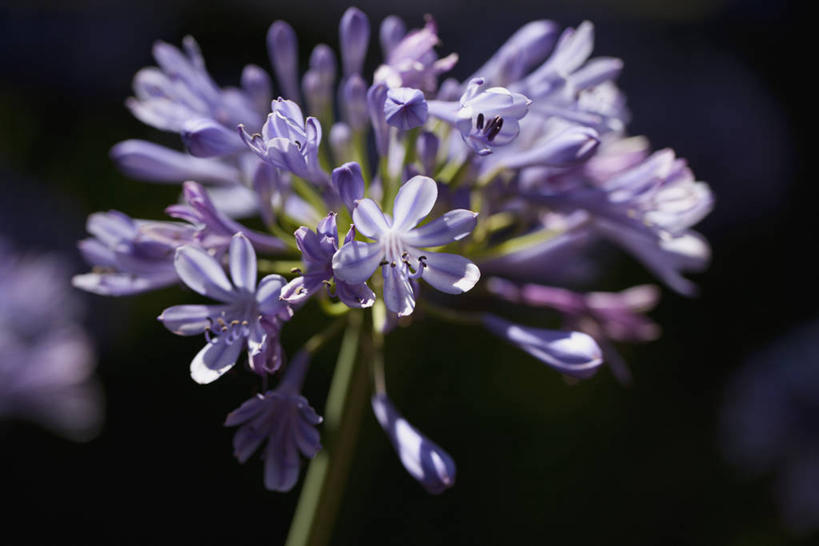 无人,横图,室外,特写,白天,正面,爱情,旅游,度假,花海,花圃,美景,植物,叶子,西班牙,欧洲,巴塞罗那,朦胧,模糊,盛开,景观,花蕾,娱乐,花,花瓣,花朵,花卉,鲜花,绿色,紫色,自然,花丛,花束,花田,花苞,花蕊,享受,休闲,景色,放松,恋爱,百子莲,非洲百合,南欧,自然风光,首府,加泰罗尼亚,西班牙王国,蓝花君子兰,紫花君子兰,紫君子兰,紫穗兰,彩图