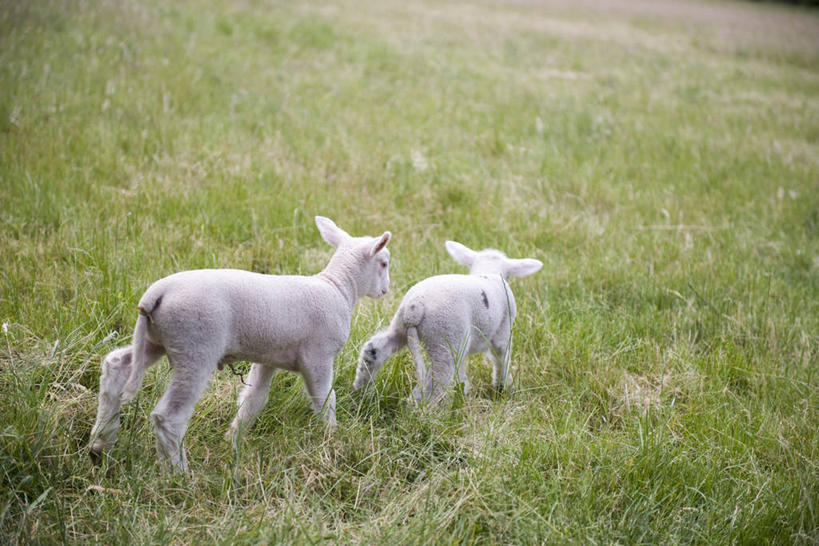 无人,农场,走,横图,室外,白天,旅游,度假,畜牧业,牧场,草地,草原,美景,植物,羊,法国,欧洲,景观,旷野,注视,娱乐,草,背面,绿色,自然,动物,观察,看,两只,享受,休闲,家畜,景色,放松,牲畜,观看,察看,关注,自然风光,原野,畜牧,法兰西共和国,牧业,法兰西第五共和国,普瓦图.夏朗德,普瓦图.夏朗德大区,夏朗德省,绵羊,步行,散步,走路,彩图,全身