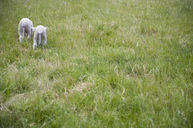 无人,农场,站,横图,俯视,室外,白天,旅游,度假,畜牧业,牧场,草地,草原,美景,植物,羊,法国,欧洲,朦胧,模糊,景观,旷野,注视,娱乐,草,绿色,自然,动物,观察,看,站着,两只,享受,休闲,家畜,景色,放松,牲畜,观看,察看,关注,自然风光,原野,畜牧,法兰西共和国,牧业,法兰西第五共和国,普瓦图.夏朗德,普瓦图.夏朗德大区,夏朗德省,绵羊,站立,彩图,高角度拍摄,全身