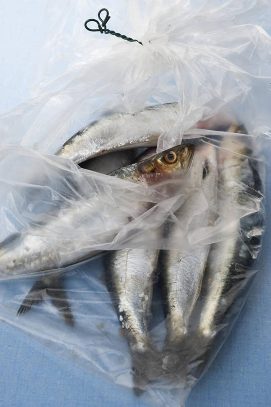 无人,竖图,俯视,室内,特写,白天,购物,消费,袋子,许多,鱼,手提袋,塑料,冰,冰块,购物袋,很多,塑料袋,冷冻,鱼类,海洋生物,塑料制品,寒冷,金融,摄影,影棚,冷藏,死亡,冰冷,购买,水生动物,水生物,贸易,海底动物,马夹袋,马甲袋,保鲜,殒命,灭亡,半身,彩图,高角度拍摄,影棚拍摄,拍摄