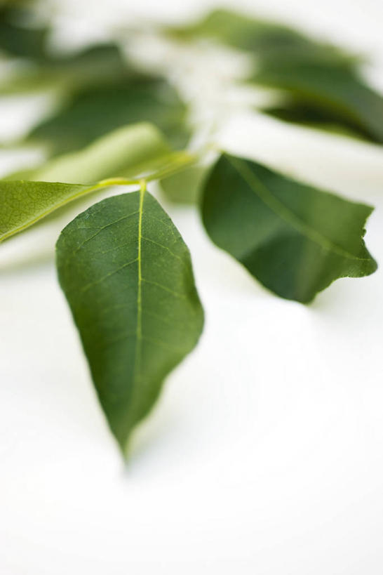 咖哩,无人,竖图,俯视,室内,特写,白天,白色背景,餐桌,桌子,叶子,许多,阴影,朦胧,模糊,反射,影子,调料,绿叶,调味品,很多,调味料,咖喱,嫩叶,摄影,影棚,餐台,叶,叶片,彩图,高角度拍摄,影棚拍摄,拍摄,咖喱叶