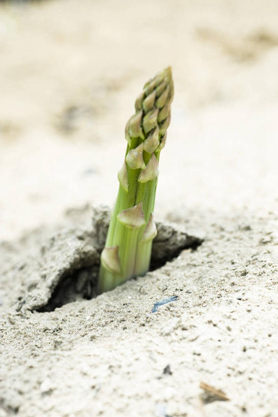 无人,竖图,俯视,室外,特写,白天,芦笋,蔬菜,一根,朦胧,模糊,新鲜,泥土,土壤,绿芦笋,食品,食物,绿色,有机食品,绿色食品,猪尾巴,药鸡豆子,石刁柏,蚂蚁杆,龙须菜,狼尾巴根,彩图,高角度拍摄