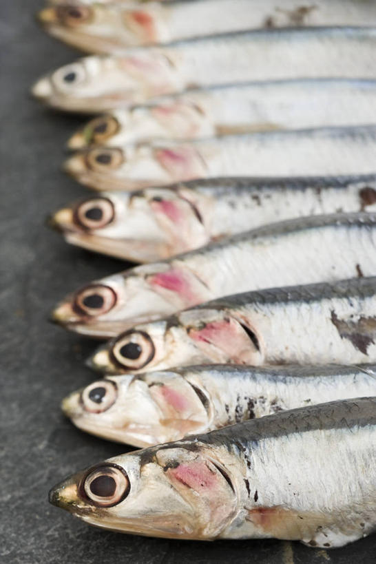 无人,竖图,俯视,室内,特写,白天,餐桌,桌子,一排,许多,阴影,整齐,反射,鱼,影子,很多,鱼类,排列,摄影,影棚,餐台,队列,凤尾鱼,凤鲚,鲚鱼,半身,彩图,高角度拍摄,影棚拍摄,拍摄