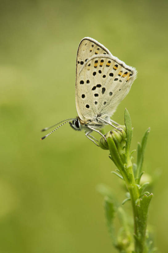 无人,竖图,室外,特写,白天,侧面,美景,蝴蝶,叶子,朦胧,模糊,盛开,昆虫,景观,绿叶,花蕾,停留,花,花瓣,花朵,鲜花,一只,自然,动物,花苞,花蕊,嫩叶,景色,停止,自然风光,益虫,逗留,停顿,叶,叶片,灰蝶,彩图,全身,小灰蝶,红边小灰蝶
