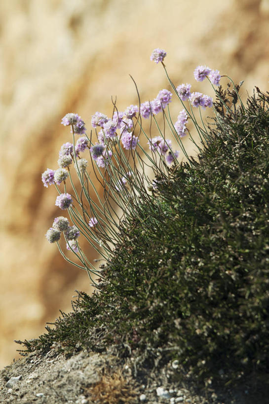 无人,竖图,室外,特写,白天,正面,草地,草坪,花海,花圃,美景,植物,叶子,阴影,朦胧,模糊,盛开,光线,影子,景观,花蕾,草,花,花瓣,花朵,花卉,鲜花,绿色,紫色,阳光,自然,花丛,花束,花田,花苞,花蕊,景色,自然风光,怜悯,同情,海石竹,彩图