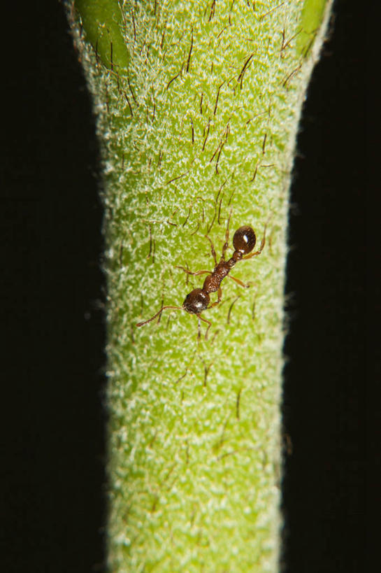 无人,竖图,室外,特写,白天,正面,野生动物,阴影,黑色背景,光线,昆虫,蚂蚁,影子,茎,一只,绿色,阳光,动物,趴着,可爱,活泼,蚁,玄驹,益虫,火蚁,趴,彩图,全身