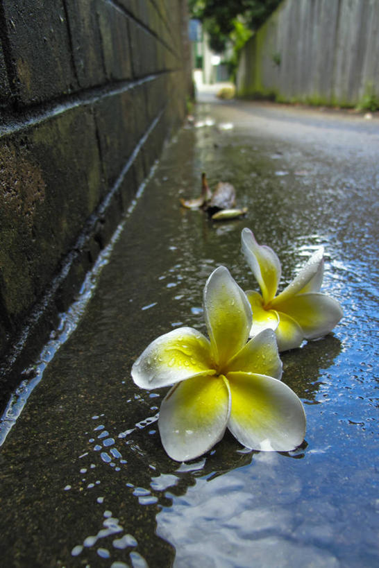 无人,竖图,室外,特写,白天,正面,美景,阴影,盛开,光线,影子,墙,景观,花蕾,墙壁,墙面,赤素馨花,花,花瓣,花朵,鲜花,两朵,阳光,自然,花苞,花蕊,景色,自然风光,缅栀子,蛋黄花,鸡蛋花,缅栀花,阴沟,大季花,印度素馨,彩图